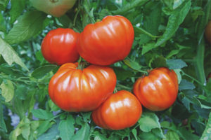 Tomatenleider F1