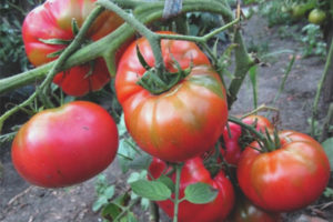 Tomatensuiker Nastasya