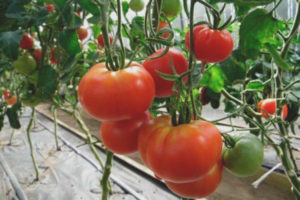 Tomatenfamilie F1