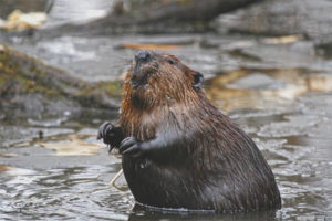 Canadese bever