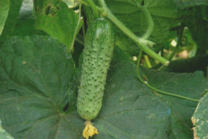 Cucumber Artist F1