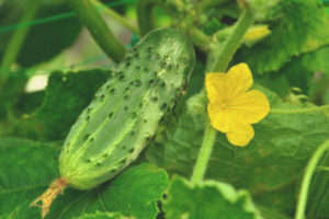 Cucumber Mamenkin favoriete F1