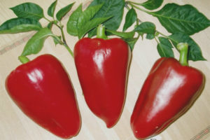 Peper Anastasia