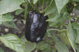 Bagheera Pepper