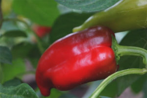 Peper Pinokkio F1