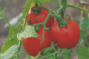 Tomaten appels in de sneeuw