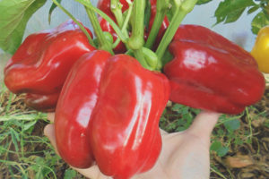 Peper Giant Red F1