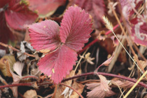 Aardbeibladeren worden rood