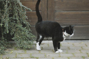 Wanneer katten territorium beginnen te markeren