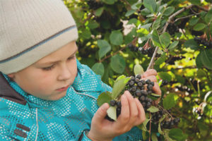 Is het mogelijk voor kinderen aronia