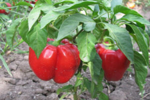 Ruby peper